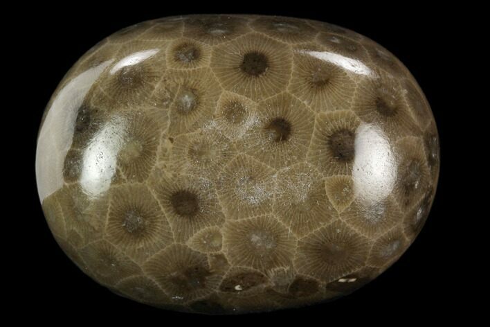 Polished Petoskey Stone (Fossil Coral) - Michigan #131053